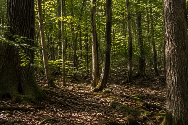 Tronchi e lettiera del sottobosco in una veduta ravvicinata, senza localizzazione attribuita.
