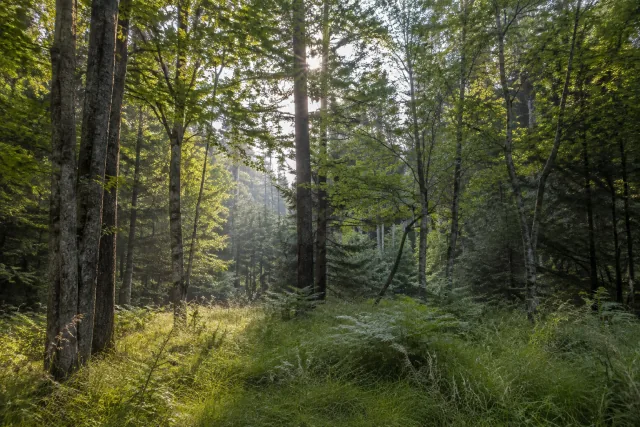 Margine di un bosco con tronchi, vegetazione e sottobosco in luce naturale.